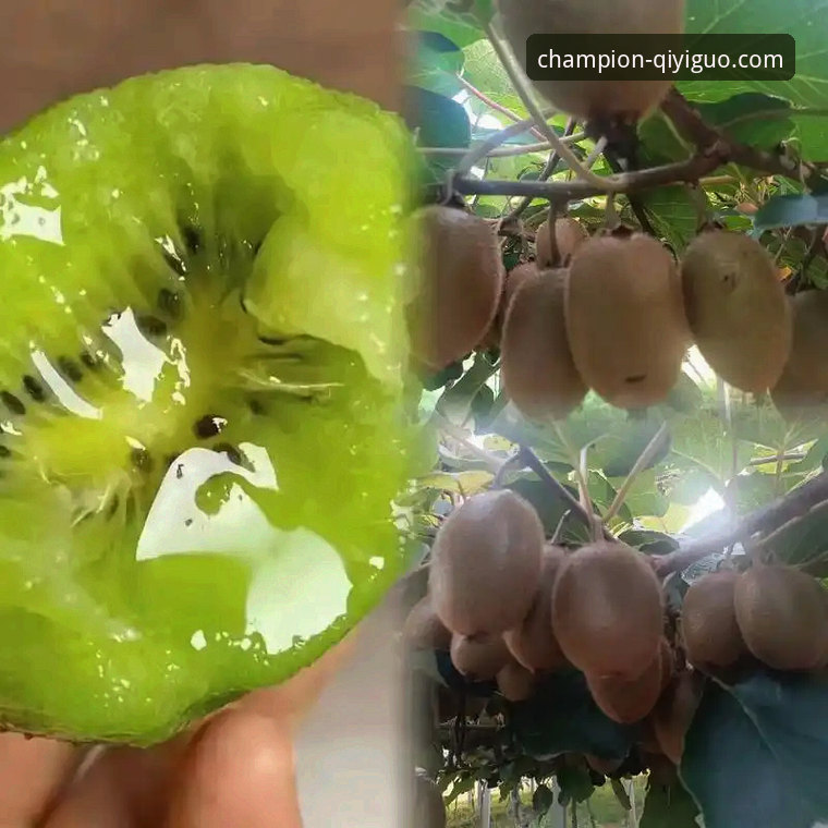 奇异果体育平台用户评价如何？资深用户分享真实体验